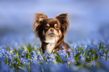 11 Dog Breeds That Are Surprisingly Low Odor