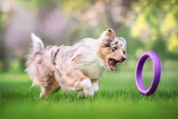 13 Ultimate Peppy Dog Breeds With Limitless Energy