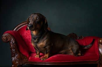 The Ultimate 9 Dog Breeds That Have Been Featured in More Famous Paintings Than Any Other