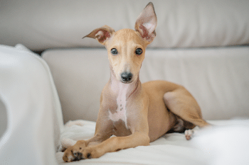 Top 9 Large Dog Breeds That Are Surprisingly Perfect For Small Homes