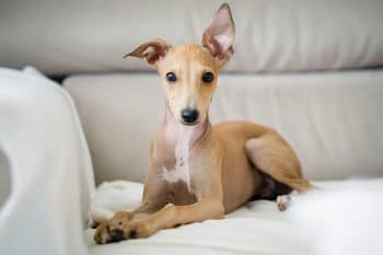 9 ‘Minimalist’ Dog Breeds That Keep Things Low-Maintenance