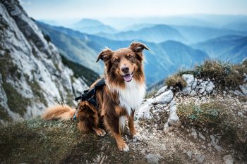 9 ‘Hearty’ Dog Breeds That Handle Rough Terrain With Ease