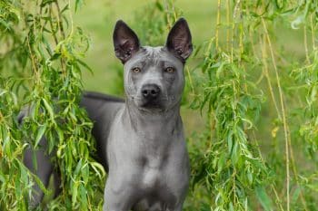 9 Underappreciated Dog Breeds That Deserve the Spotlight