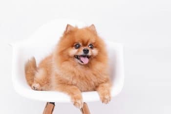 15 Fun Facts About Puppies