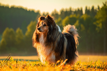 13 Dog Breeds That Were More Reliable Than A Wristwatch In The ‘60s