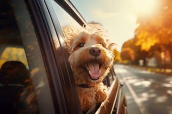 9 Reasons Dogs Make the Best Travel Companions