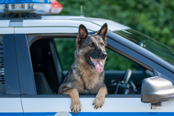13 Ultimate Motivated Dog Breeds That Love a Job and Take It Seriously