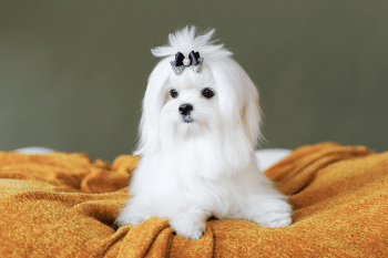 The 13 Most Fashionable Dog Breeds Socialites of the 1800s