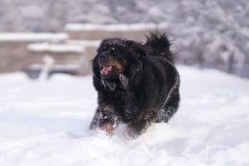 The Most Remarkable 13 Dog Breeds That Were Bred For Survival In Harsh Conditions