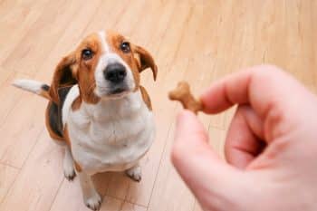 11 Ways to Teach Your Dog New Tricks