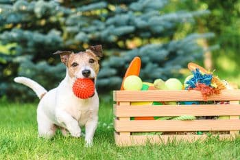 13 Playful Dog Breeds That Turn Everything Into A Game