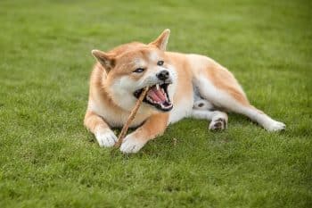 15 Top Strong-Willed Dog Breeds That March to Their Own Beat