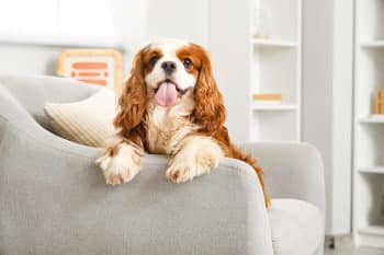 13 Even-Tempered Dog Breeds That Stay Level No Matter What