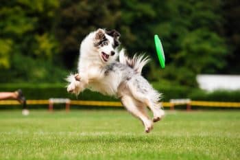 9 Coordinated Dog Breeds That Make Every Move Look Easy