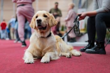 11 Ultimate Dog Breeds That Handle Noise and Crowds Like Champs