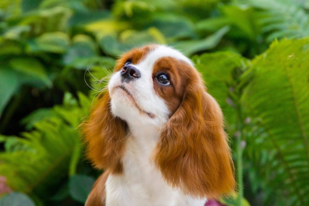 13 Most Imaginative Dog Breeds That Approach the World Creatively