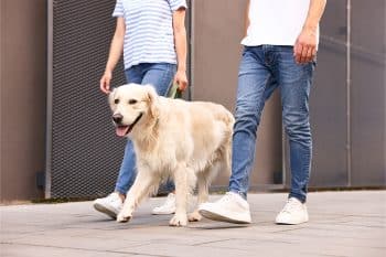 11 Resilient Dog Breeds That Handle Noise and Crowds Like Champs