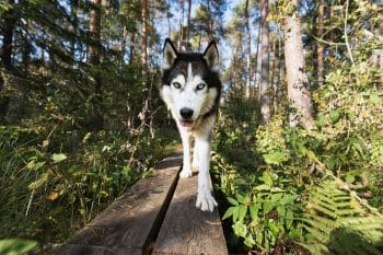 9 ‘Daring’ Dog Breeds That Face the Unknown With Confidence
