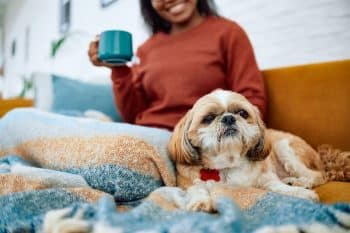 9 Ultimate Laid-Back Dog Breeds That Make The Best Weekend Companions