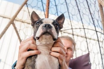 15 ‘Low-Key’ Dog Breeds That Are Surprisingly Low-Key