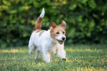 11 ‘Energetic’ Dog Breeds That Can Run All Day And Still Be Ready To Play