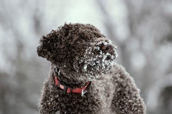 11 Unique Dog Breeds With Rare Characteristics