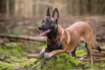 9 Rugged Dog Breeds That Can Take A Beating And Keep Going
