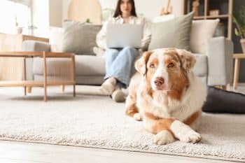 15 Most Balanced Dog Breeds That Bring Stability to the Pack