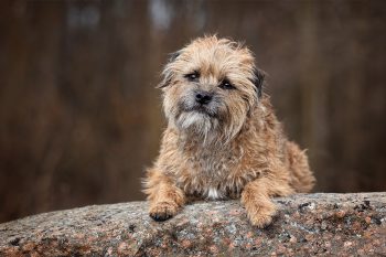 15 Self-Sufficient Dog Breeds That Can Handle Being Solo