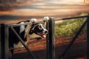 13 Determined Dog Breeds That Rarely Back Down From A  Challenge