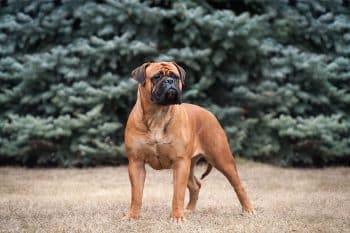 9 ‘Muscular’ Dog Breeds That Are All Strength
