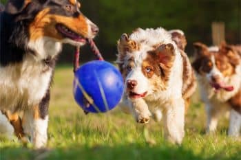 11 Ways to Keep Your Dog Mentally Stimulated