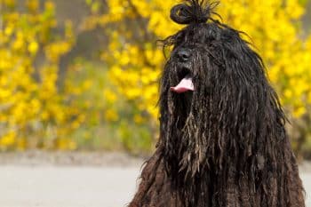13 Striking Dog Breeds That Could Pass as Mythical Creatures