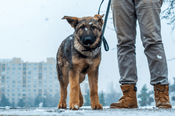 9 Dog Breeds That Would Have Made the Perfect Sidekicks for Knights