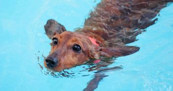 Spine-Smart Playtime: Activities That Support (Not Strain) Your Dog’s Back