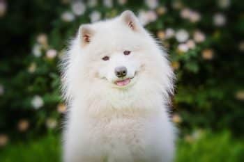 9 Cuddly Dog Breeds With Soft Coats