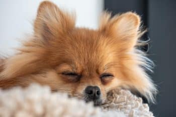 15 Snuggly Dog Breeds That Sleep Beside You