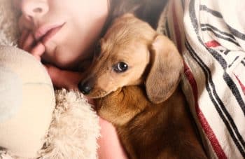 11 Cuddly Dog Breeds That Warm Your Heart