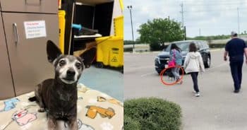 Sweet Reunion: 12-Year Shelter Pup Sees Old Friend Again