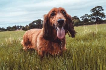 11 Gentle Dog Breeds With Soft Hearts