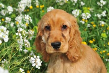 These 13 Gentle Dog Breeds Will Melt You with One Look