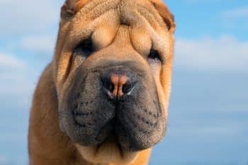 The ‘No-Cuddle’ Dog Breeds That Secretly Crave Affection