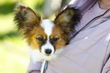 15 Unwavering Dog Breeds That Never Let You Go