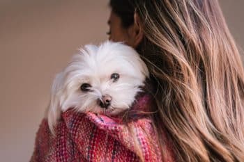 9 Cuddly Dog Breeds For All-Day Hugs