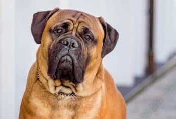 13 Fearless Dog Breeds That Stand Guard Proudly