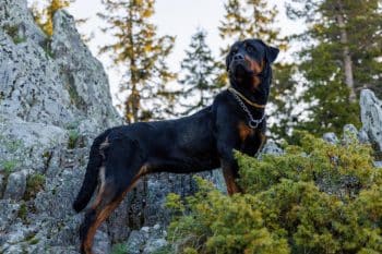 15 Smart Dog Breeds With a Strong Work Ethic