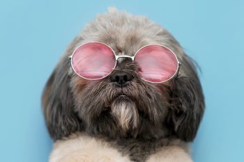 11 Calm Dog Breeds That Play It Cool