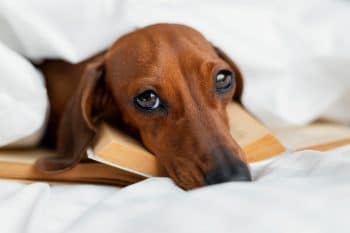 15 Loving Dog Breeds That Cling To You