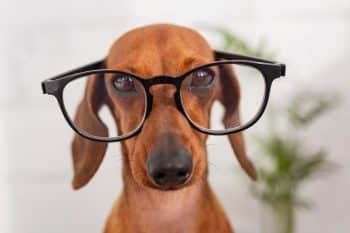 9 Brainy Facts That Prove Dogs Are Super Smart