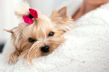 15 Loving Dog Breeds That Thrive on Touch